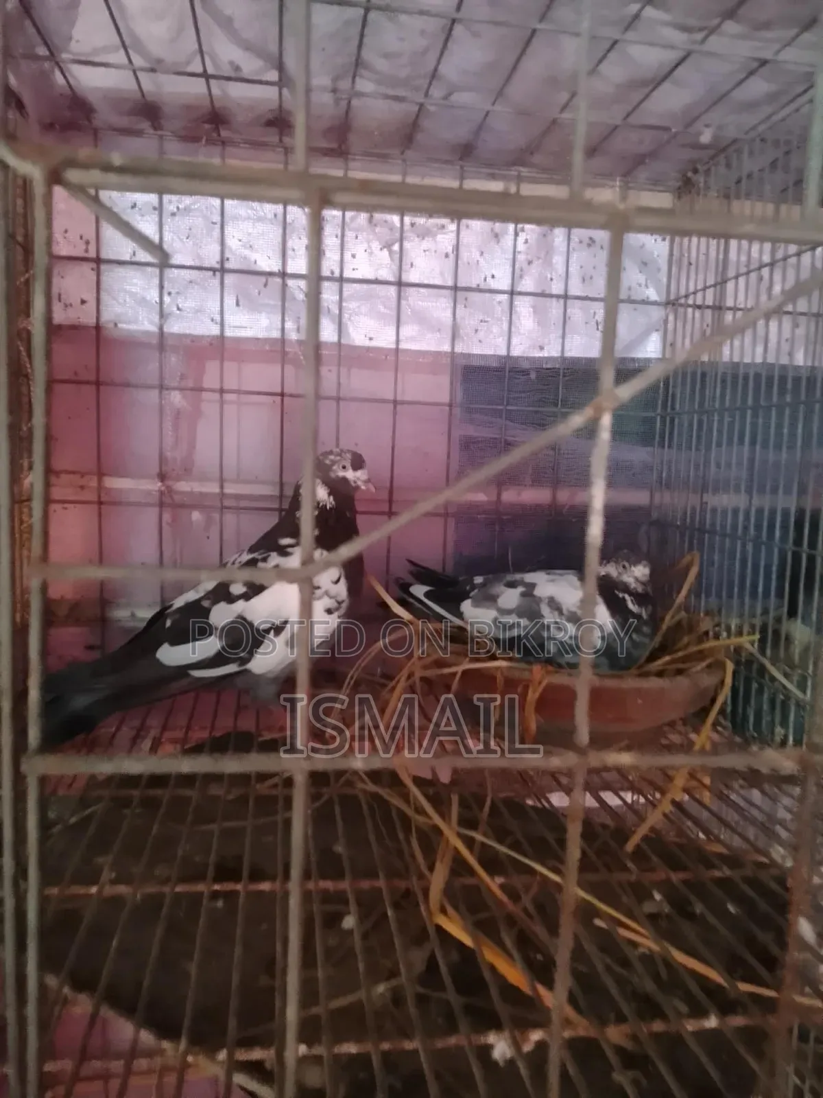 Giribaj Pigeon