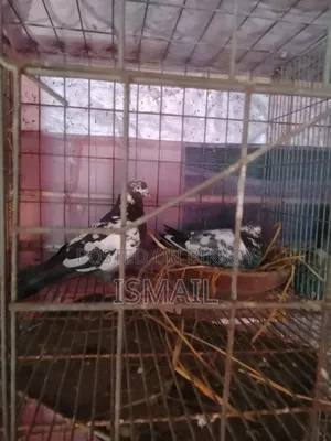 Giribaj Pigeon
