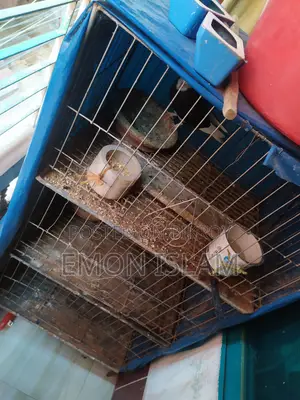 ৩ তলা খাচা বিক্রি হবে