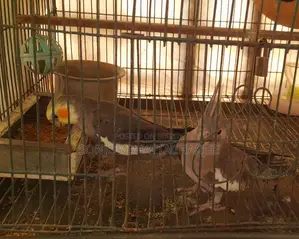 Cockatiel Master Pair