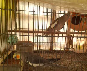 Cockatiel Master Pair