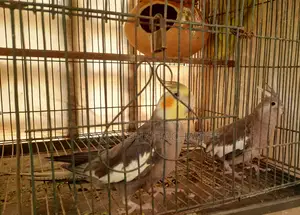 Cockatiel Master Pair
