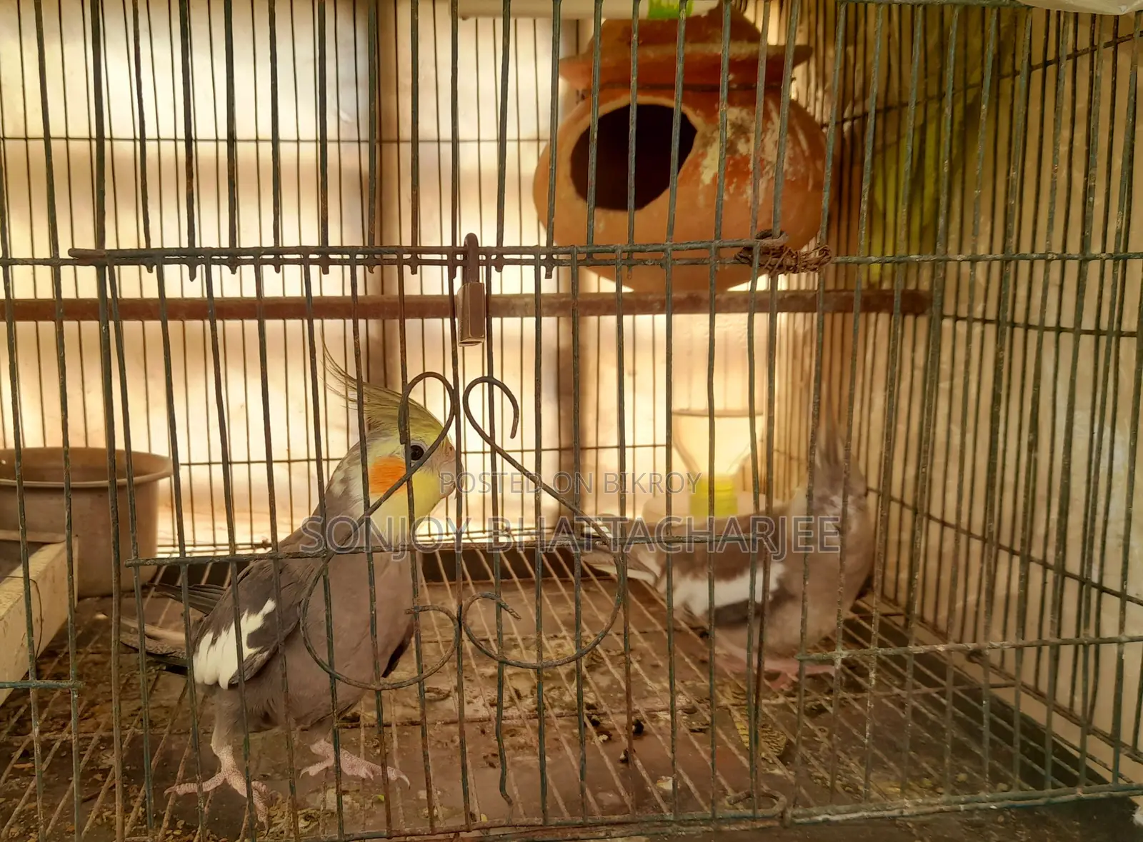 Cockatiel Master Pair
