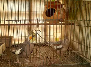 Cockatiel Master Pair