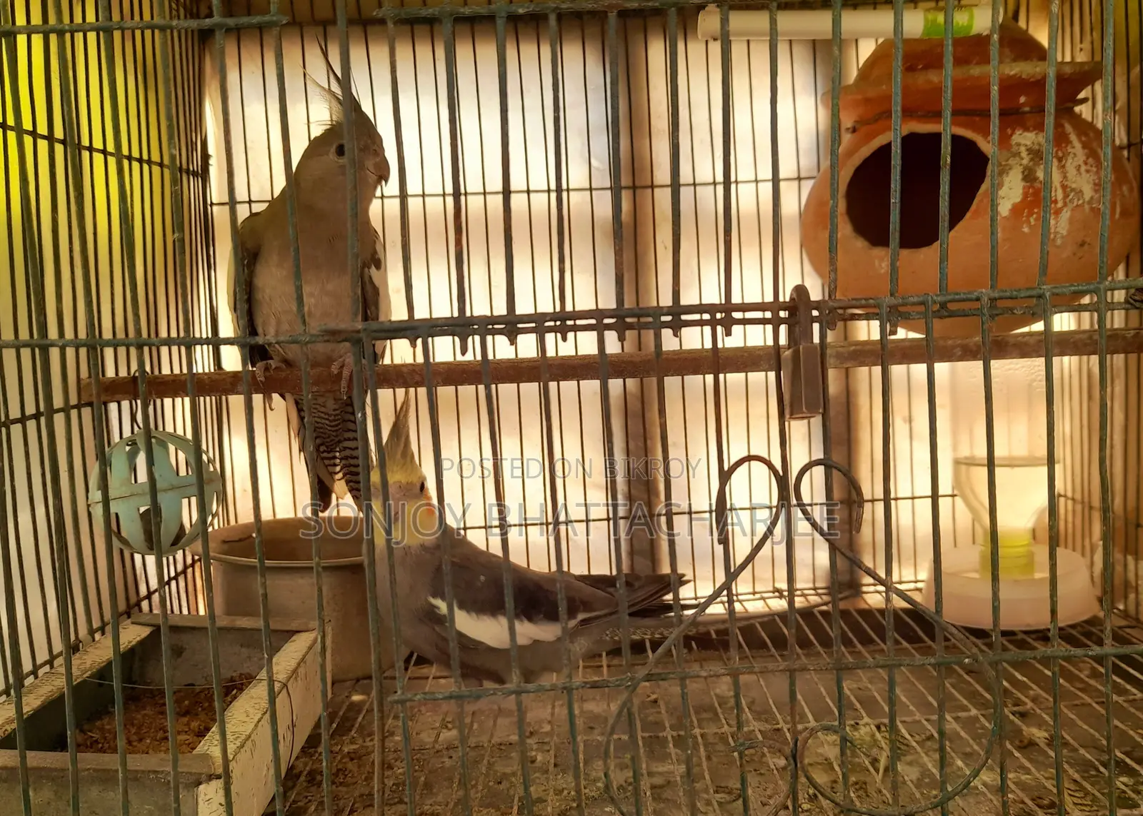 Cockatiel Master Pair