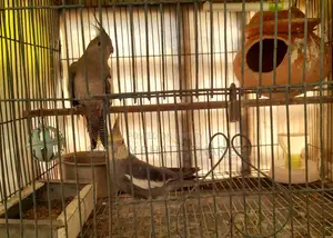 Cockatiel Master Pair