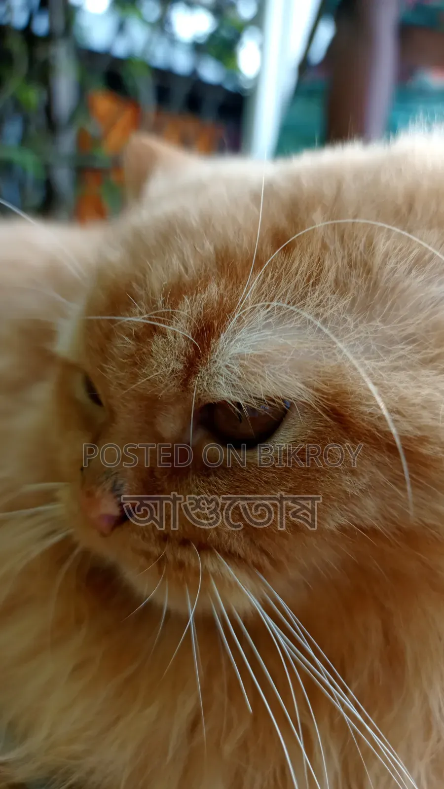 1+ year Male Purebred Persian
