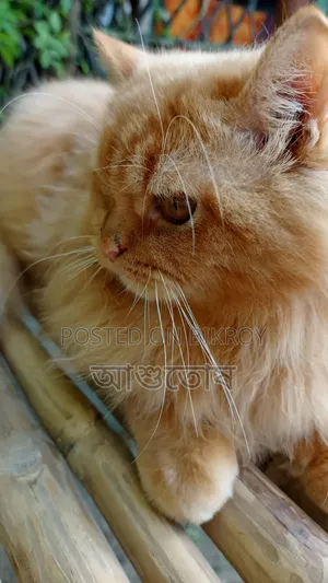 1+ year Male Purebred Persian