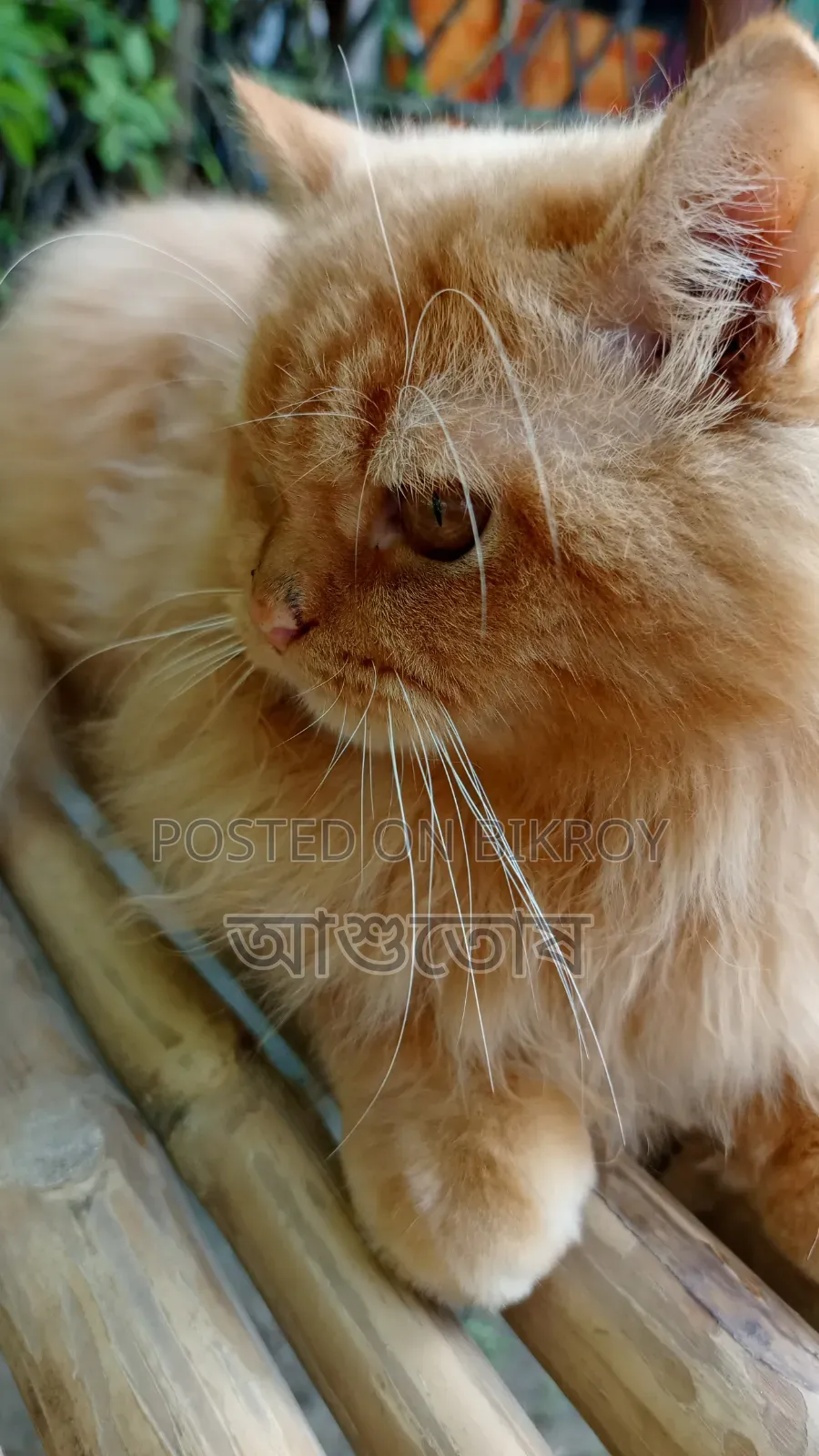 1+ year Male Purebred Persian