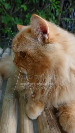 1+ year Male Purebred Persian