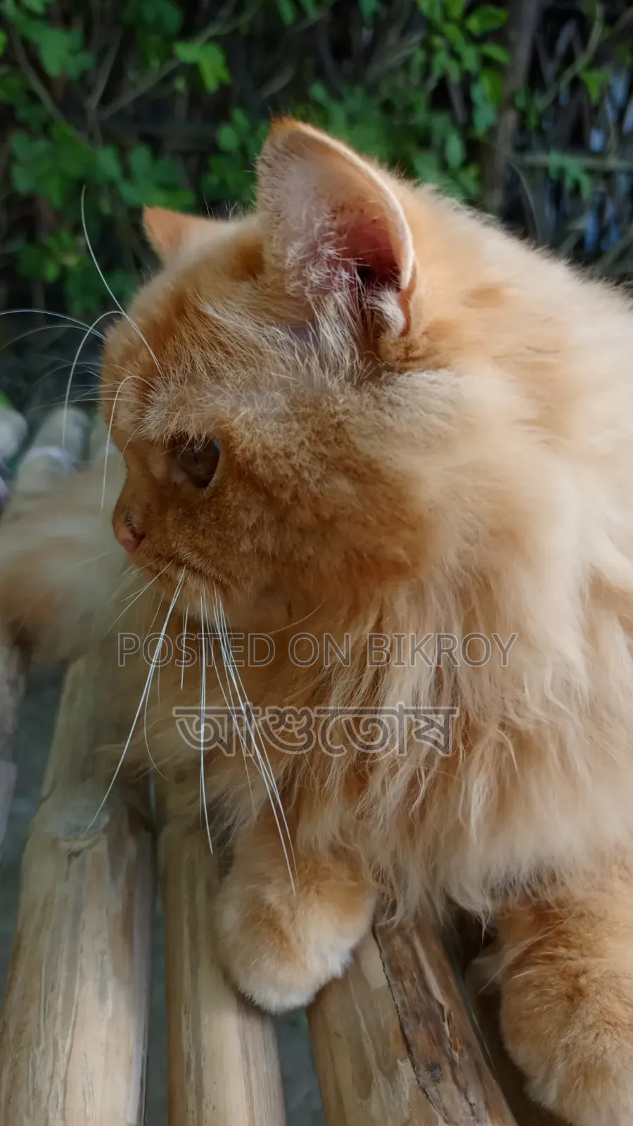 1+ year Male Purebred Persian