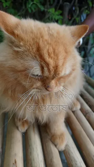 1+ year Male Purebred Persian