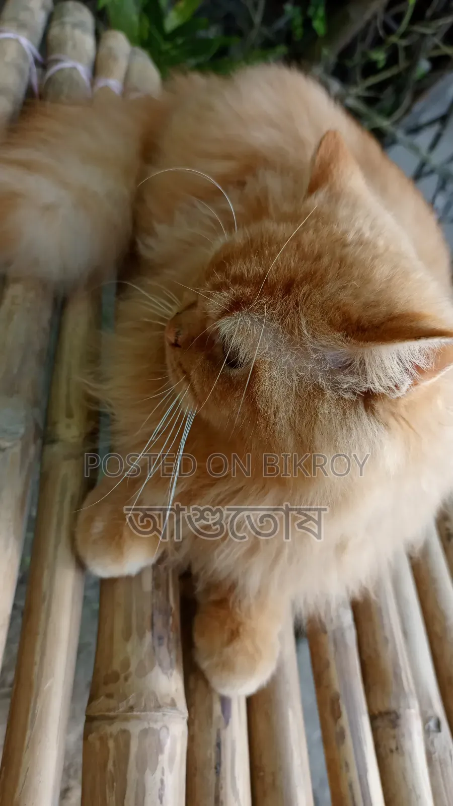 1+ year Male Purebred Persian
