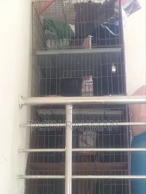 ১+ বছরের মাদি মিক্সড ব্রিড বিড়াল