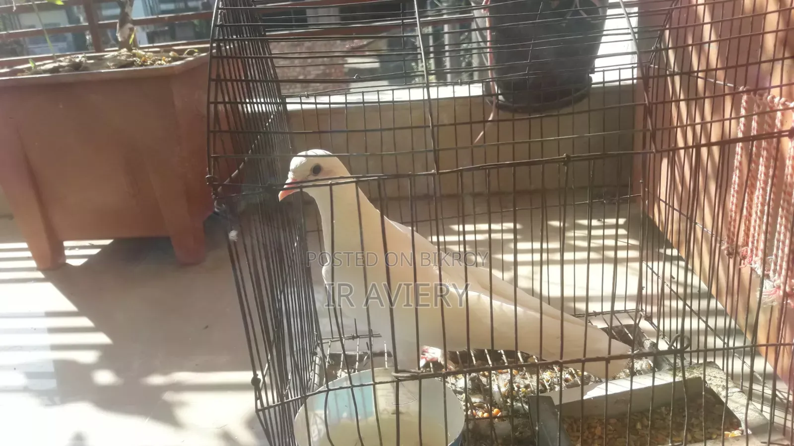 Giribaj Pigeon