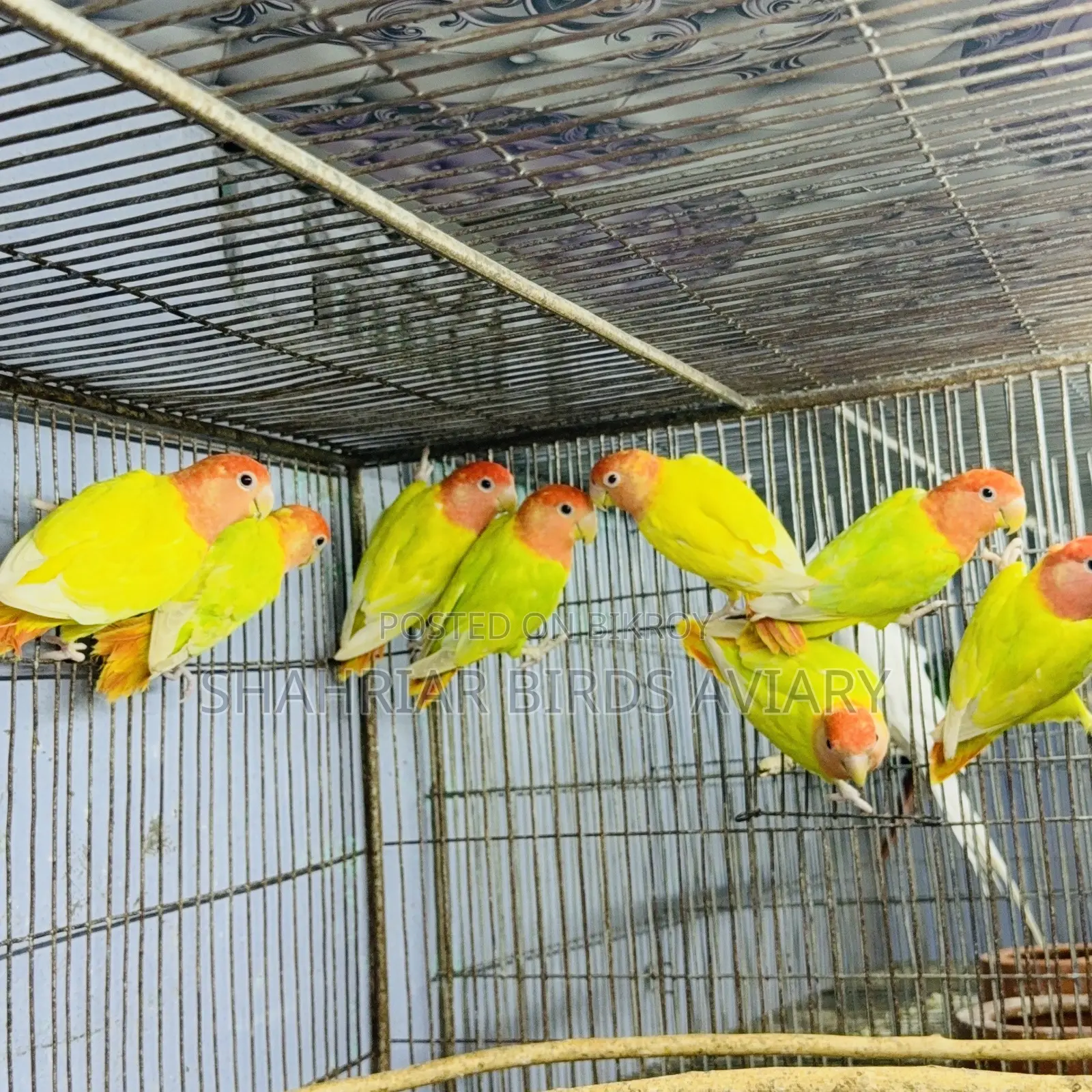 লাভবার্ড পাখি