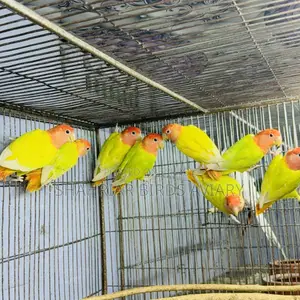 লাভবার্ড পাখি