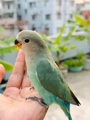 টেম লাভবার্ড বেবি