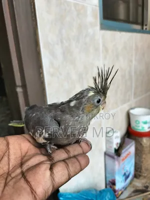 Cockatiel Tamely Sized Baby
