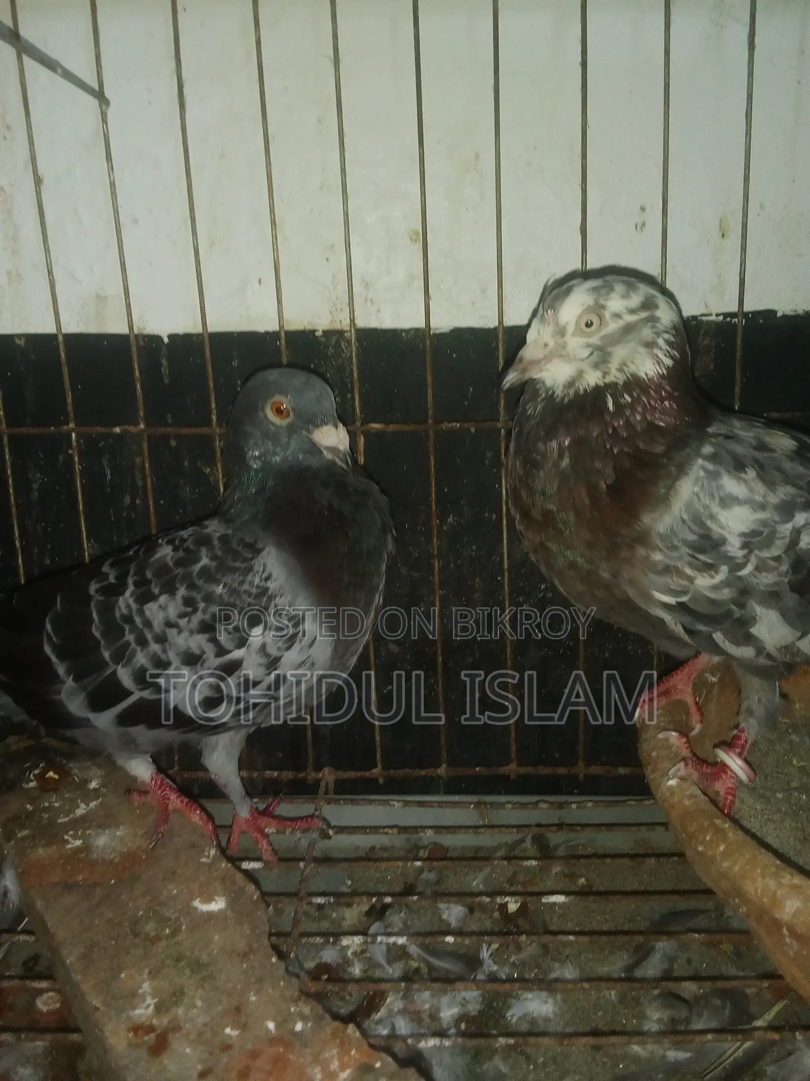 Pigeon Racer
