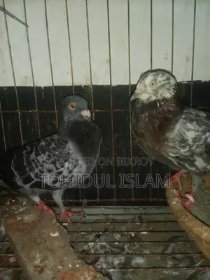 Pigeon Racer