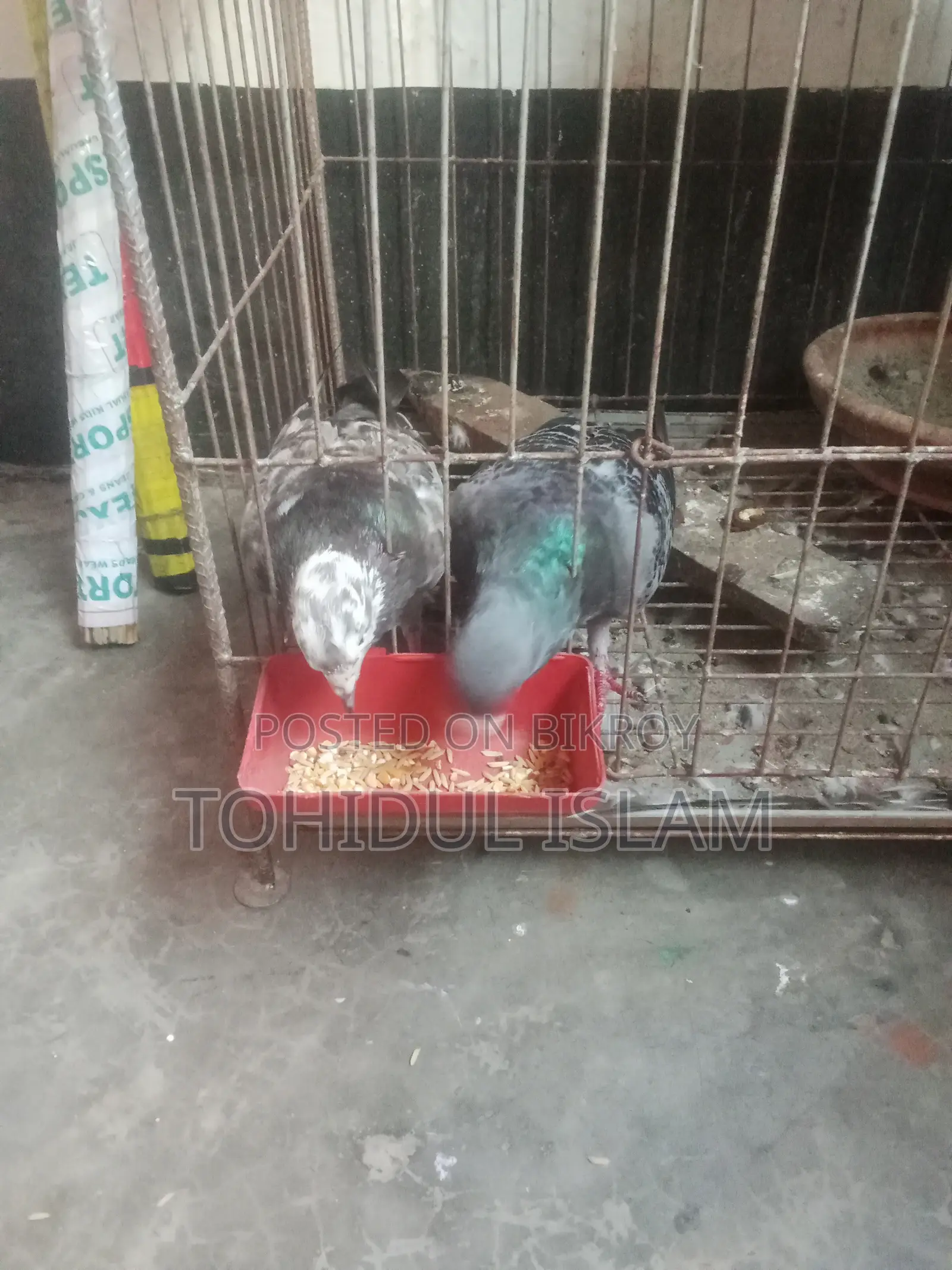 Pigeon Racer