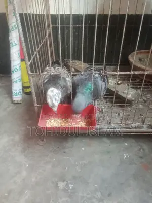 Pigeon Racer