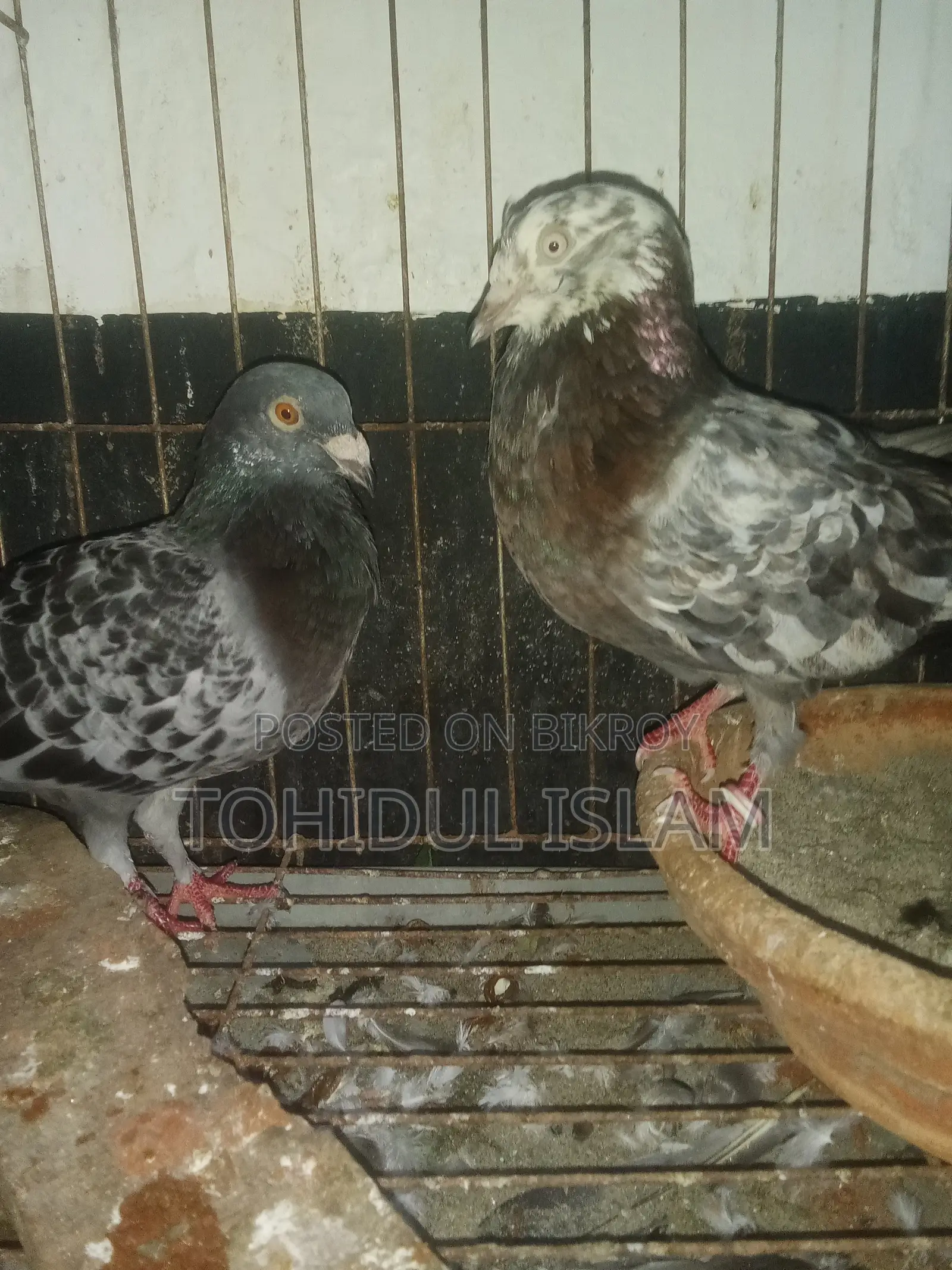 Pigeon Racer