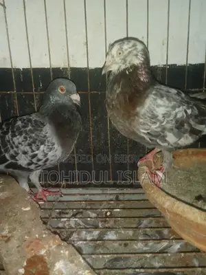 Pigeon Racer