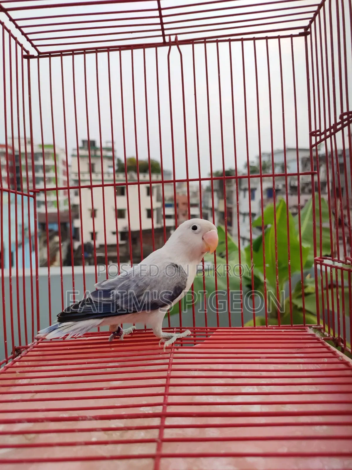 ভায়োলেট ইউউইং অপালাইন