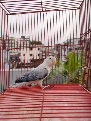 ভায়োলেট ইউউইং অপালাইন