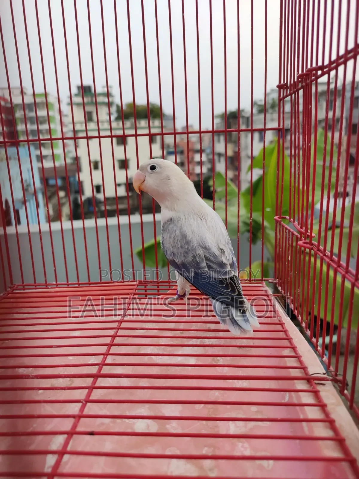 ভায়োলেট ইউউইং অপালাইন