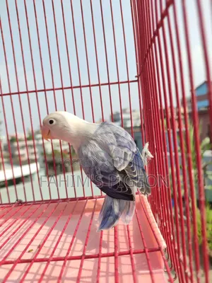 ভায়োলেট ইউউইং অপালাইন