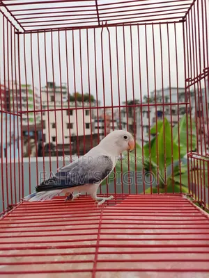 ভায়োলেট ইউউইং অপালাইন