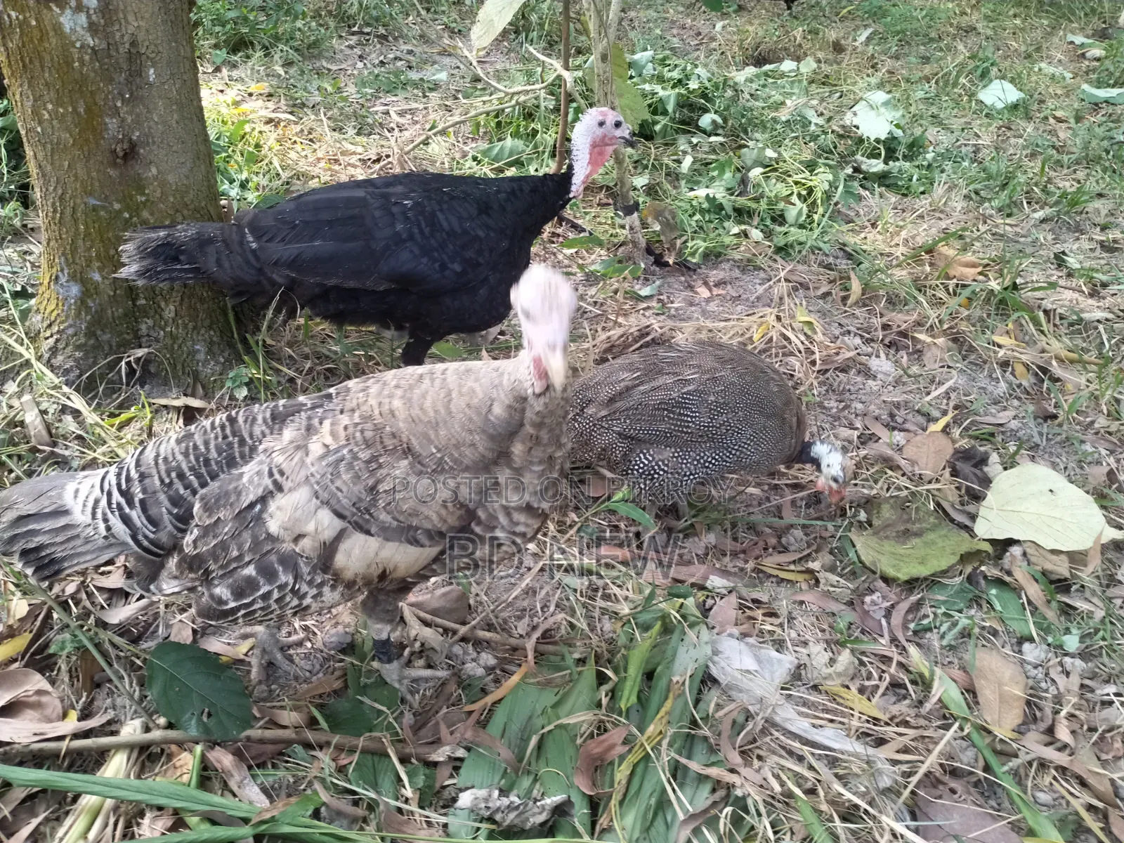 Turkey, Guinea Fowl
