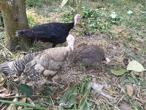 Turkey, Guinea Fowl