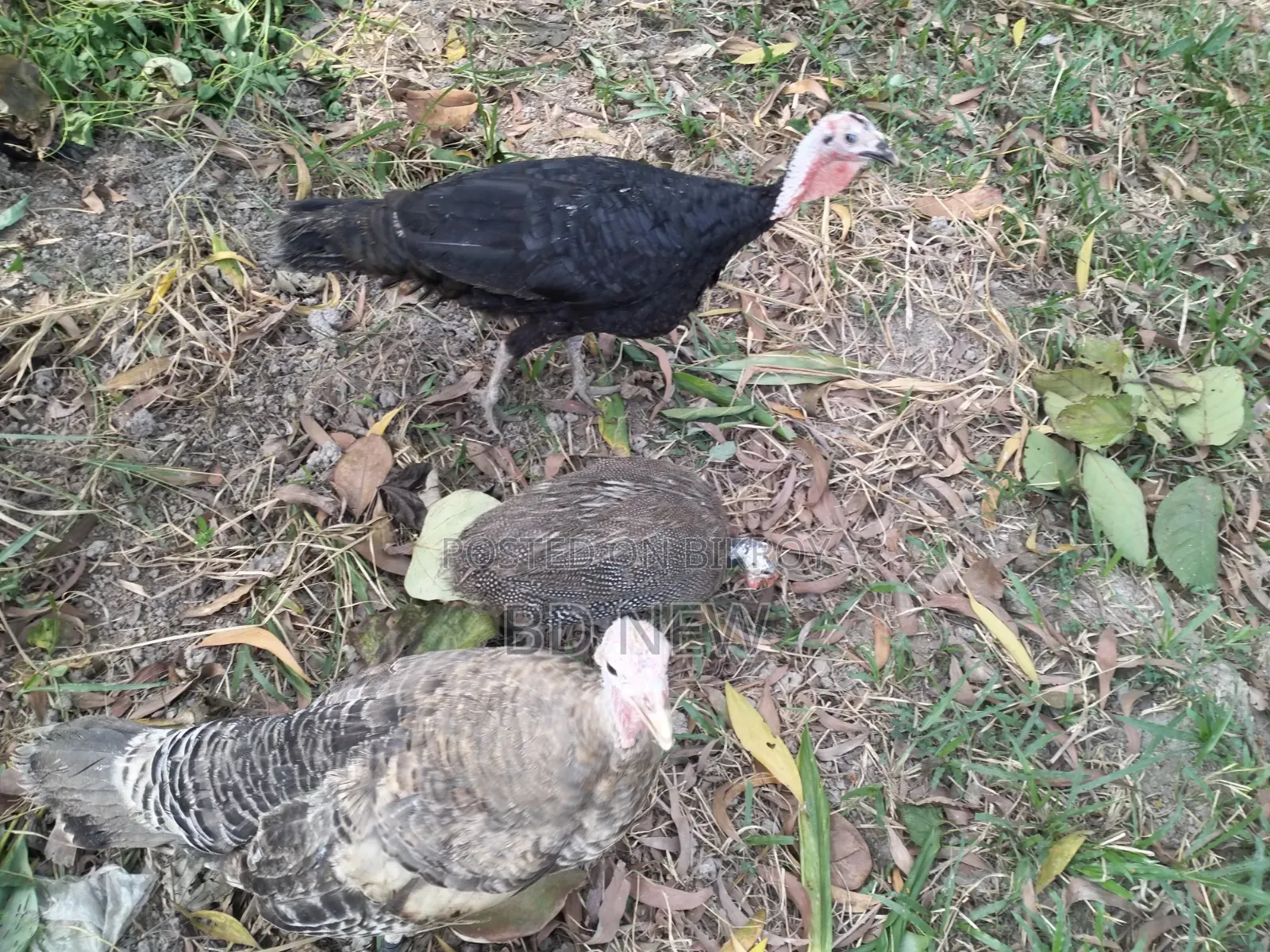 Turkey, Guinea Fowl