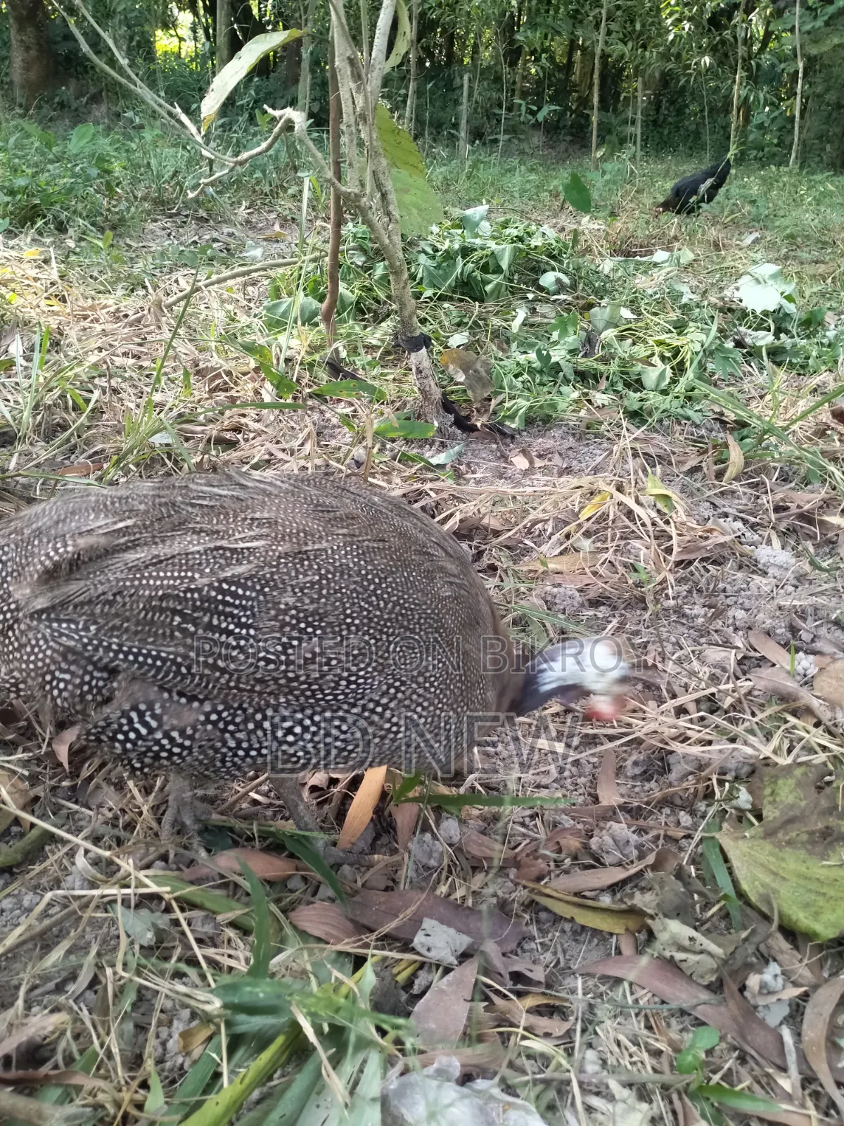 Turkey, Guinea Fowl