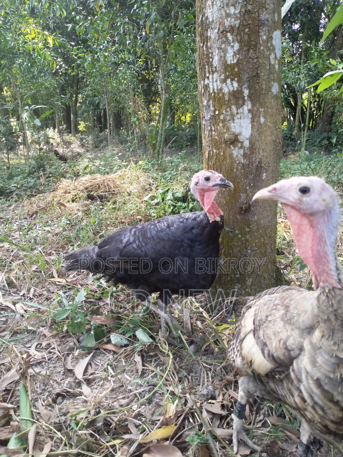 Turkey, Guinea Fowl