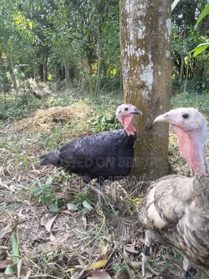 Turkey, Guinea Fowl