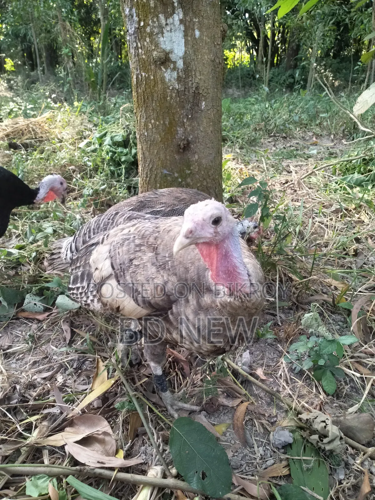Turkey, Guinea Fowl