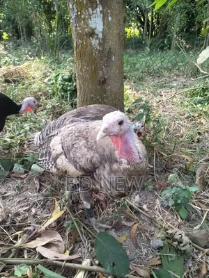 Turkey, Guinea Fowl