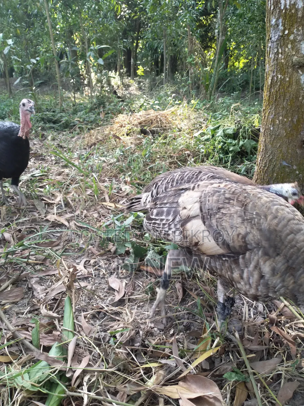 Turkey, Guinea Fowl