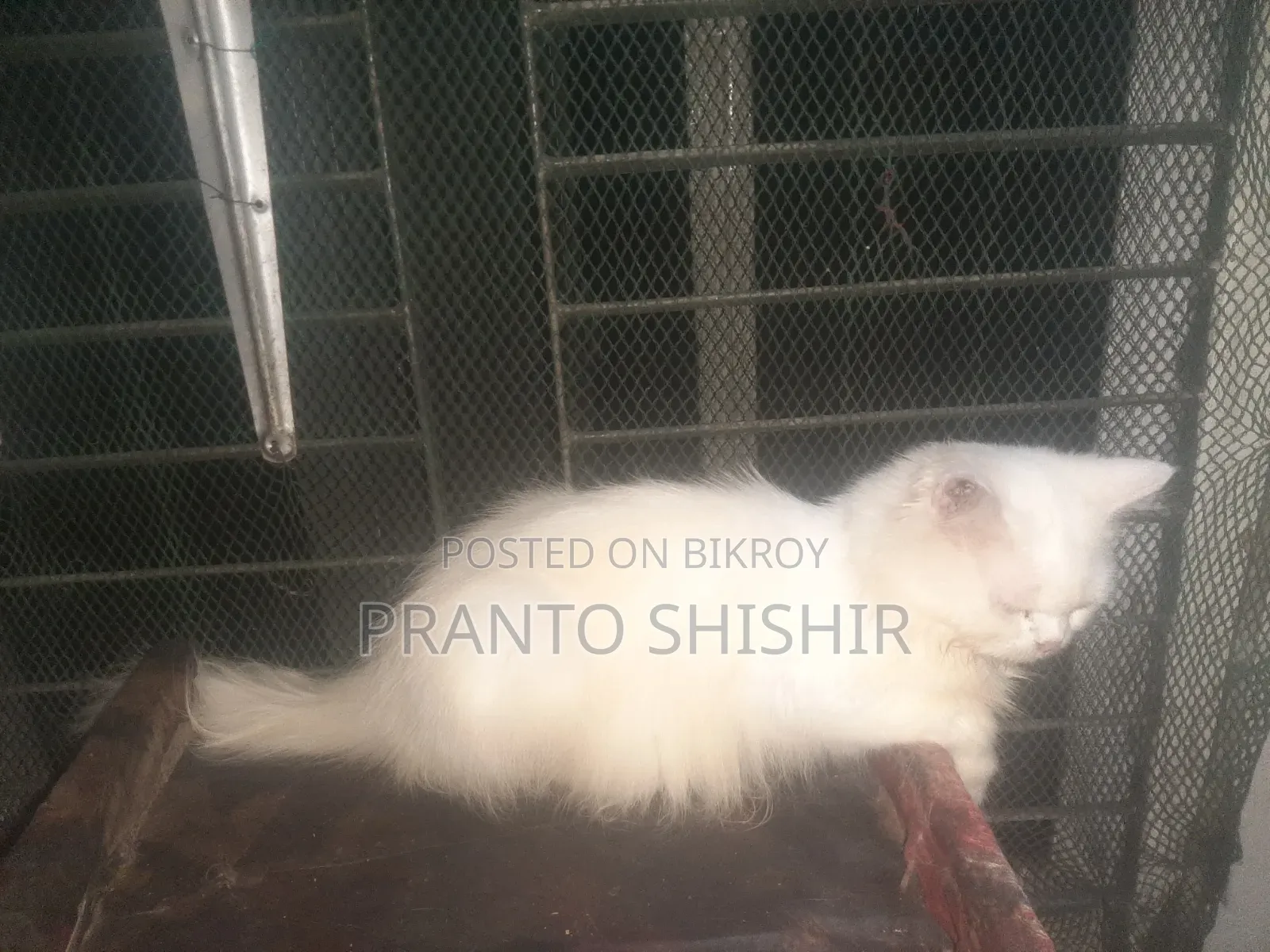 1+ year Male Purebred Persian
