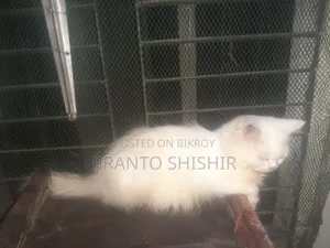 ১+ বছর বয়স্ক পুরুষ বিশুদ্ধ পার্সিয়ান