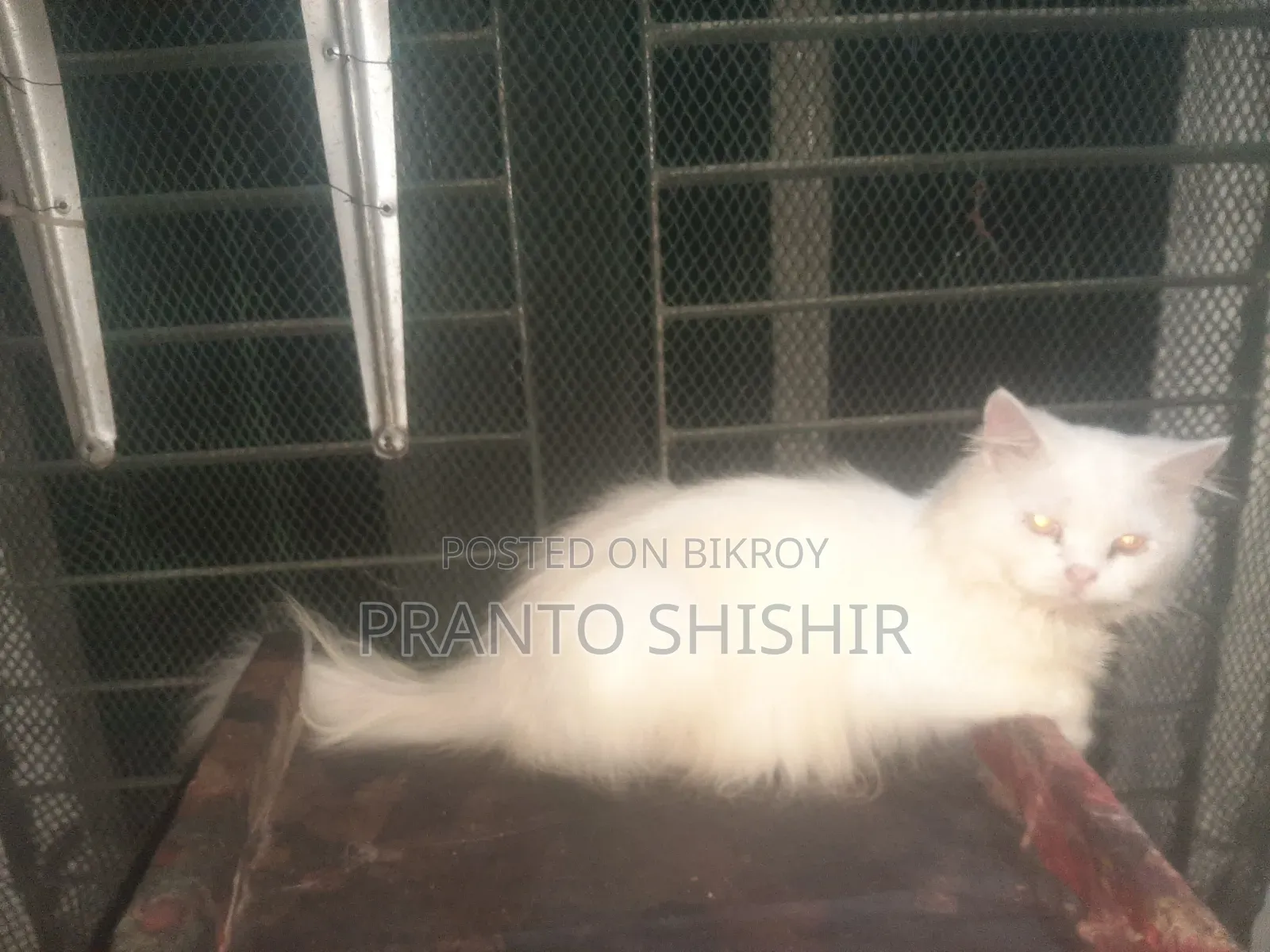 1+ year Male Purebred Persian