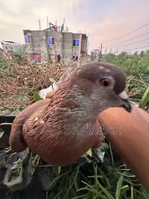 Golla Pigeon Male