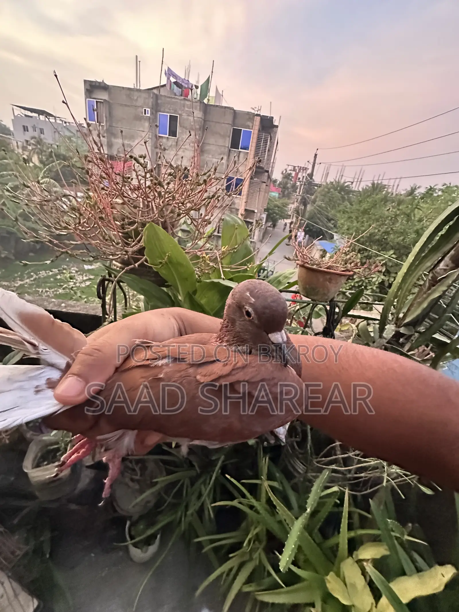 Golla Pigeon Male