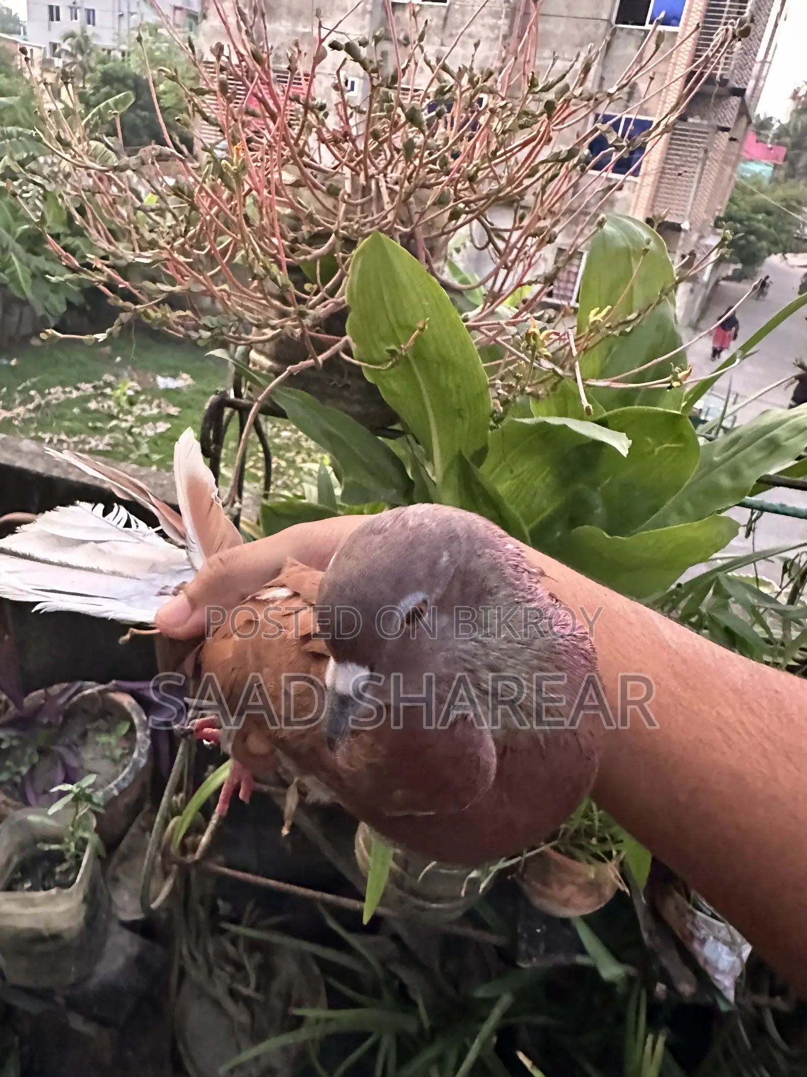 Golla Pigeon Male