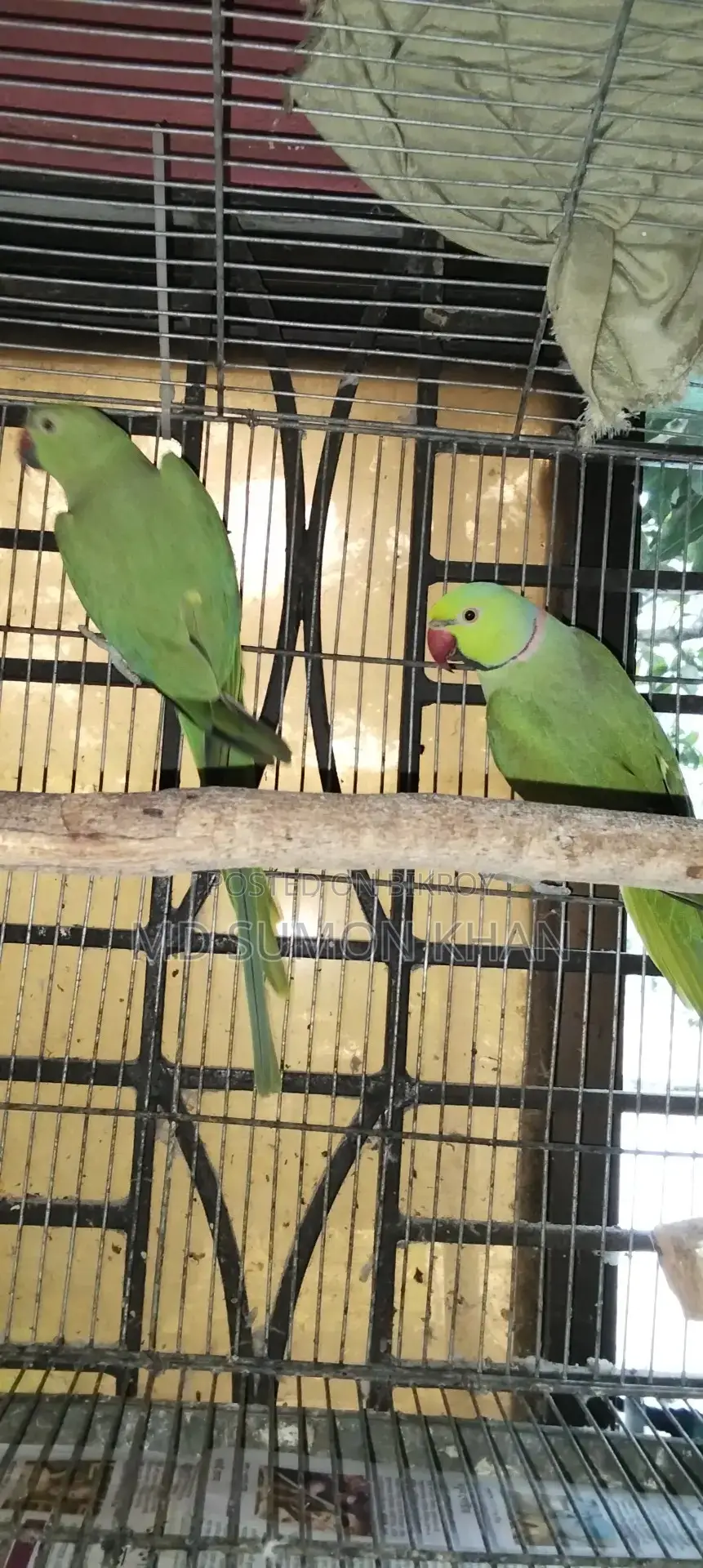 A pair of breeding Ringneck parrots will be sold with full setup.